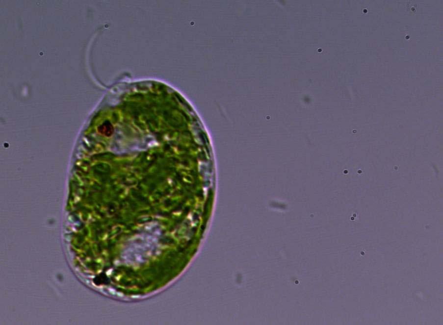 Euglena