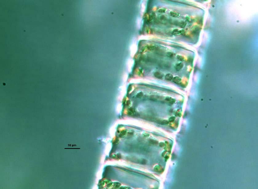 Odd.: Heterokontophyta Třída: Bacillariophyceae Podtřída: