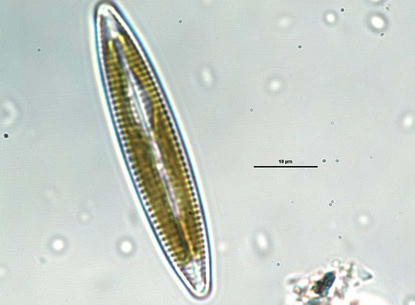 Odd.: Heterokontophyta Třída: Bacillariophyceae Podtřída: Bacillariophycidae Řád: