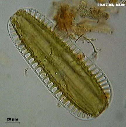 Odd.: Heterokontophyta Třída: Bacillariophyceae