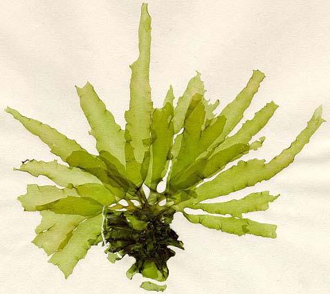 Odd.: Chlorophyta Trieda: Ulvophyceae