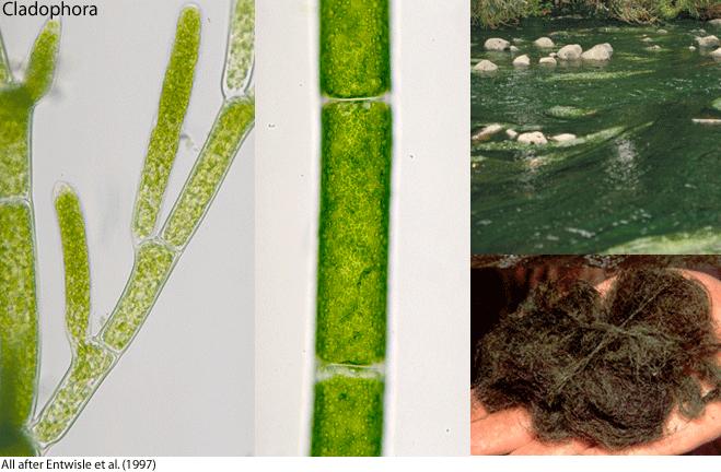 Odd.: Chlorophyta Třída: