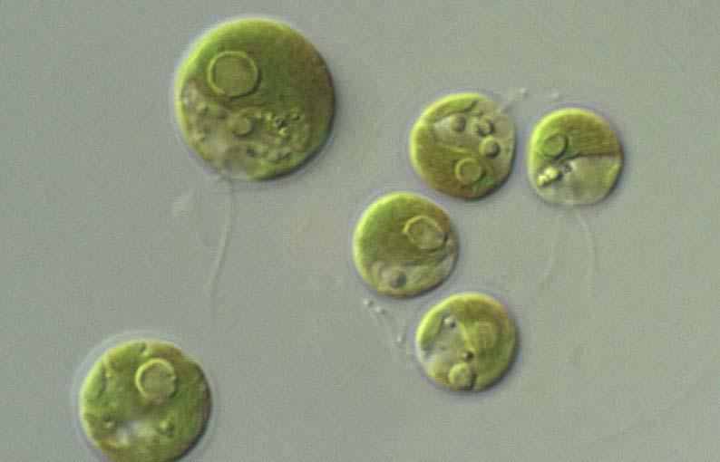 Odd.: Chlorophyta Trieda: Chlorophyceae Rad: Chlamydomonadales pyrenoid