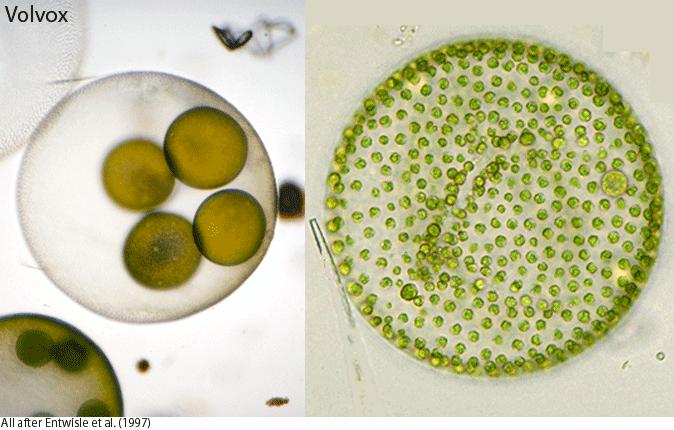 Odd.: Chlorophyta Trieda: Chlorophyceae