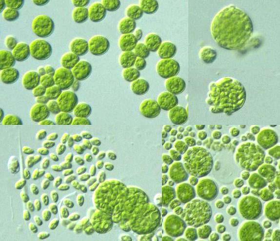 Odd.: Chlorophyta Třída: Chlorophyceae Řád: Chlorococcales Biotop: