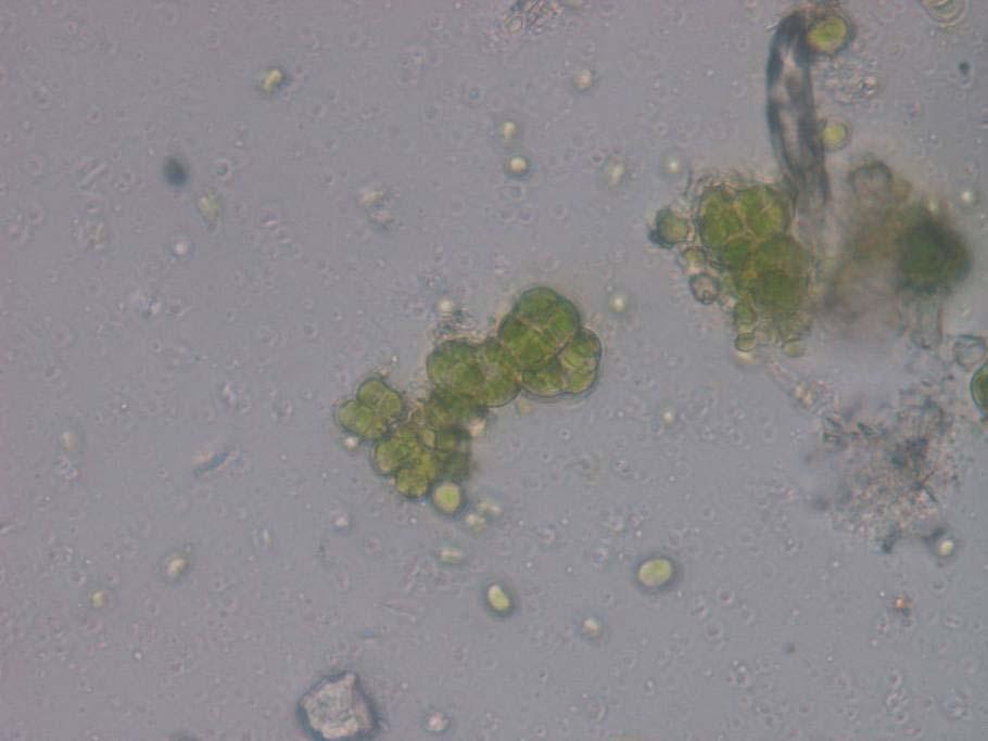 Desmococcus sp.