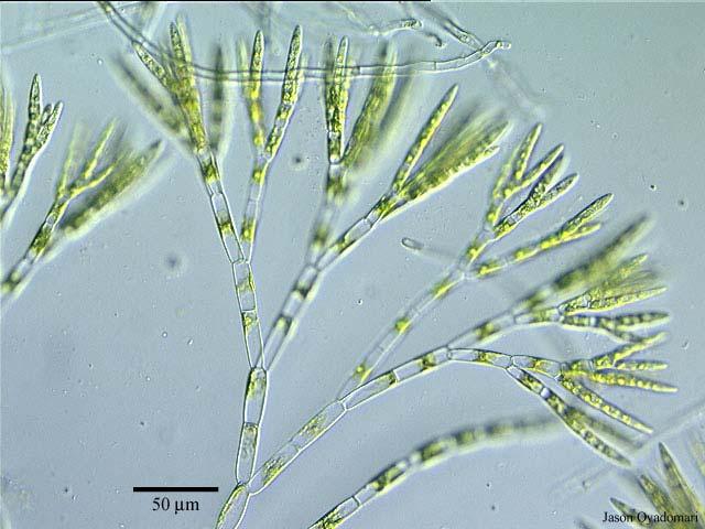 Odd.: Chlorophyta Třída: Chlorophyceae Řád: