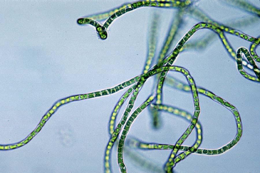 Odd.: Charophyta Trieda: KLEBSORMIDIOPHYCEAE