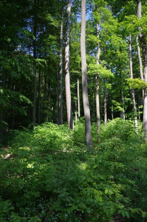 3/ Lesný komplex s miestnym názvom Dúbrava o výmere 116,74 ha sa nachádza v nadmorskej výške 400-450 m, s najvyšším bodom 500m, lesná oblasť 14 Myjavská pahorkatina.