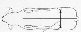 The available indexes/ Dostupné indexy 9 indexů stavby těla při odstavu 3 indexes of skeletal development/ 3 indexy vývinu kostry DSLon g : Length of the animal/ Délka těla DSLar g : Width of the