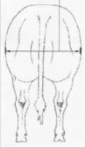 The available indexes/ Dostupné indexy 9 indexů stavby těla při odstavu 2 indexes of muscular development/ 2 indexy pro osvalení DMDos g : Muscular development of the back (loin)/ osvalení zad DMArM