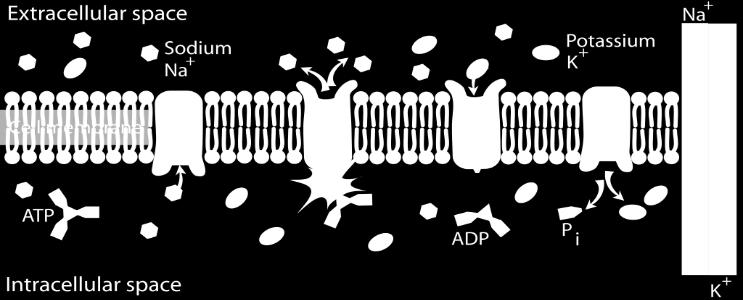Sodíko-draslíková pumpa Sodíkodraslíková pumpa (Na+/K+ ATPasa) je přítomna v membránách všech buněk, včetně buněk nervových Vysoká extracelulární koncentrace sodíku a intracelulární koncentrace