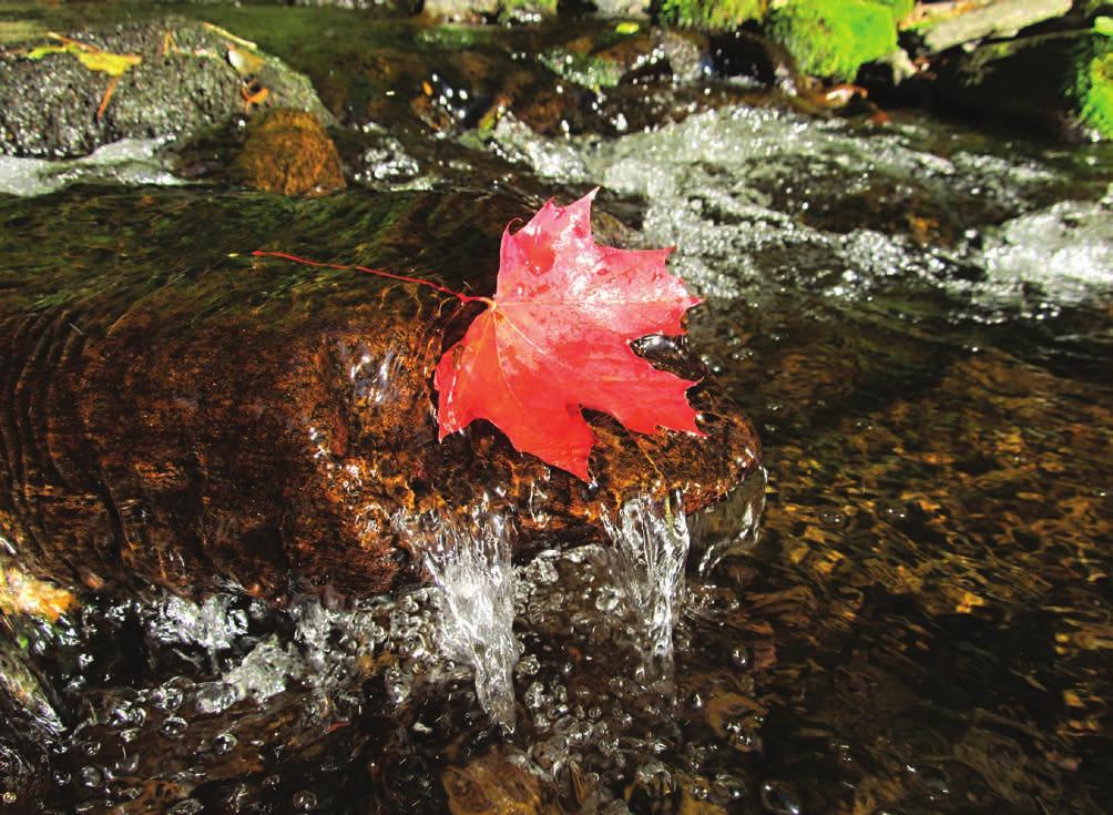 Jakost povrchových a podzemních vod Podzim ve vodě (zdroj: Povodí Ohře, s. p.) v sedimentech Labe v Prostředním Žlebu.