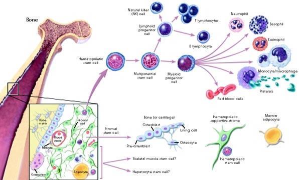 Příloha č. 3: Příklad diferenciace adultních kmenových buněk (krvetvorných kmenových buněk a stromálních kmenových buněk) Zdroj: Stem Cell Information.