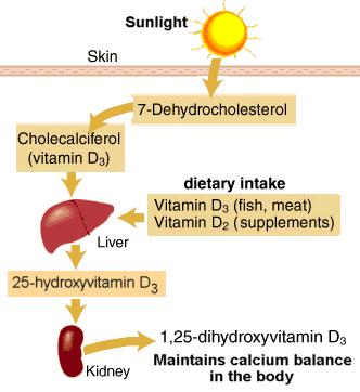 VITAMIN D Zdroj: ultrafialové záření (UVB, 290-315 nm) aktivace 7-dehydrocholesterolu cholekalciferol hydroxylace v jatrech na C25 v ledvinách konverze na 1,25-dihydrocholekaciferol X solária