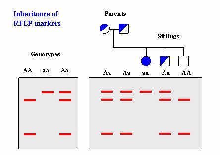 C) Studium rozmanitosti pomocí variability v DNA DNA markery - odráží rozmanitost v sekvenci nukleotidů - RFLP (Restriction Fragment Lenght Polymorphism) - polymorfizmus délky restrikčních fragmentů