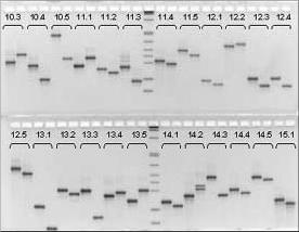 C) Studium rozmanitosti pomocí variability v DNA DNA markery - odráží rozmanitost v sekvenci nukleotidů Mikrosatelity - krátká několikanukleotidová opakování, polymorfizmus spočívá v počtu opakování,