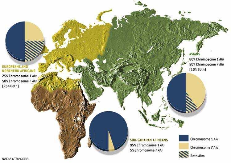 C) Studium rozmanitosti pomocí variability v DNA DNA markery - odráží rozmanitost v sekvenci