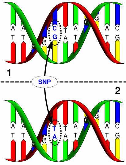 C) Studium rozmanitosti pomocí variability v DNA DNA markery - odráží rozmanitost v sekvenci nukleotidů SNP - Single