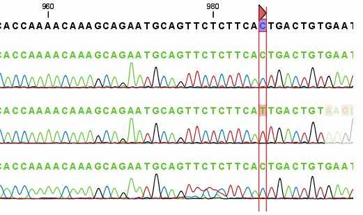 nejpoužívanější typ genetického znaku pro studium variability - v lidském genomu existuje již více než 200 000 SNP v