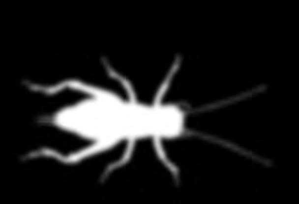 Cvrček polní (Gryllus campestris) Měří,5 cm a žije v chodbičkách, které si sám hloubí v zemi,