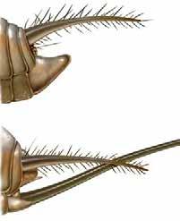 Samičky mají (na spodu) dlouhé kladélko složené ze čtyř článků stiletového tvaru, které, ač nejsou srostlé, na sebe v klidu těsně přiléhají. Články tvoří trubici, jíž při kladení sestupují vajíčka.