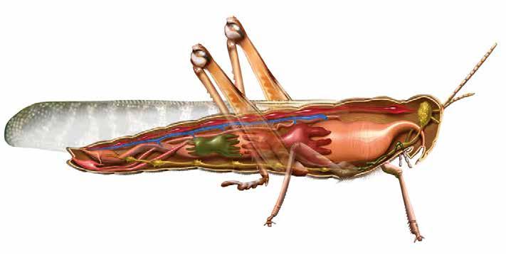 KOBYLKY JAKÉ JSOU Tropický hmyz Kobylky, tedy hmyz vybavený dlouhýma silnýma zadníma nohama, se na naší planetě objevily během karbonu, před asi 0 miliony lety.
