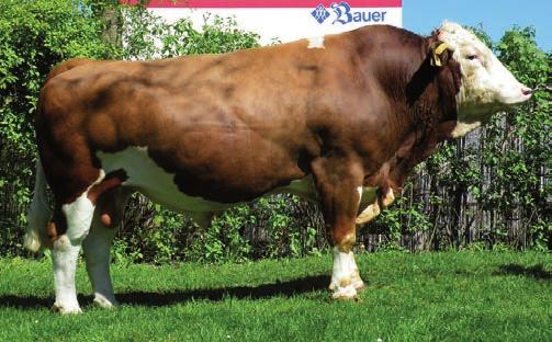 WILDALP HG-438 (Wiggal x Ruap) Wildalpa doporučujeme na krávy většího rámce s nižší užitkovostí a