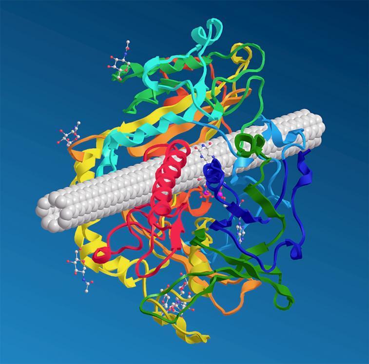 Využití CNTs v medicíně schopnost vázat enzymy a proteiny na povrch nebo do kavity Biosenzory (rozpoznání antigenů, reakce