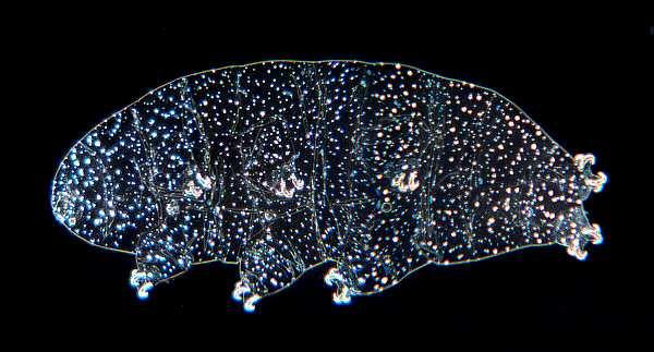 Želvušky - Tardigrada v půdě dosahují populačních hustot 50-250 tis jedinců m -2 běžně 4-12 druhů citlivý na znečištění jsou schopni cryptobiosy ztráta tělesné vody na 1% původního obsahu