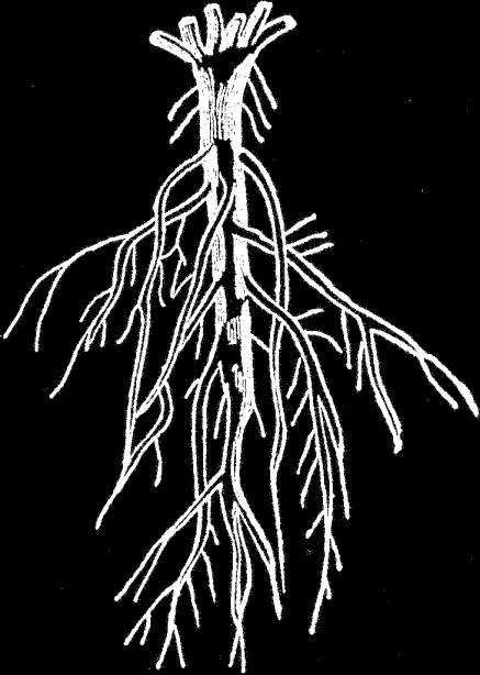 Příjem P rostlinami Mělce kořenící rostliny trávy cibule pór