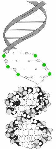 Stabilní P Nukleové kyseliny Nukleotidy základní jednotky DNA