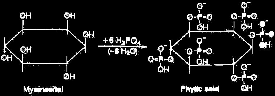 Zásobní P Fosfor v rostlině Syntéza