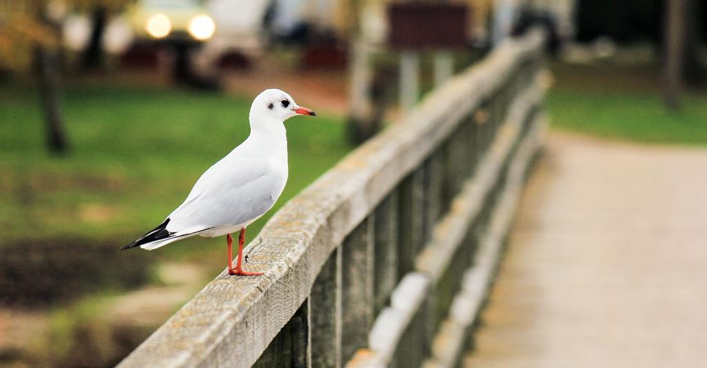 ENVIRONMENTÁLNÍ PROFIL SPOLEČNOSTI Společnost CEPS si uvědomuje, že svými činnostmi ovlivňuje stav životního prostředí.