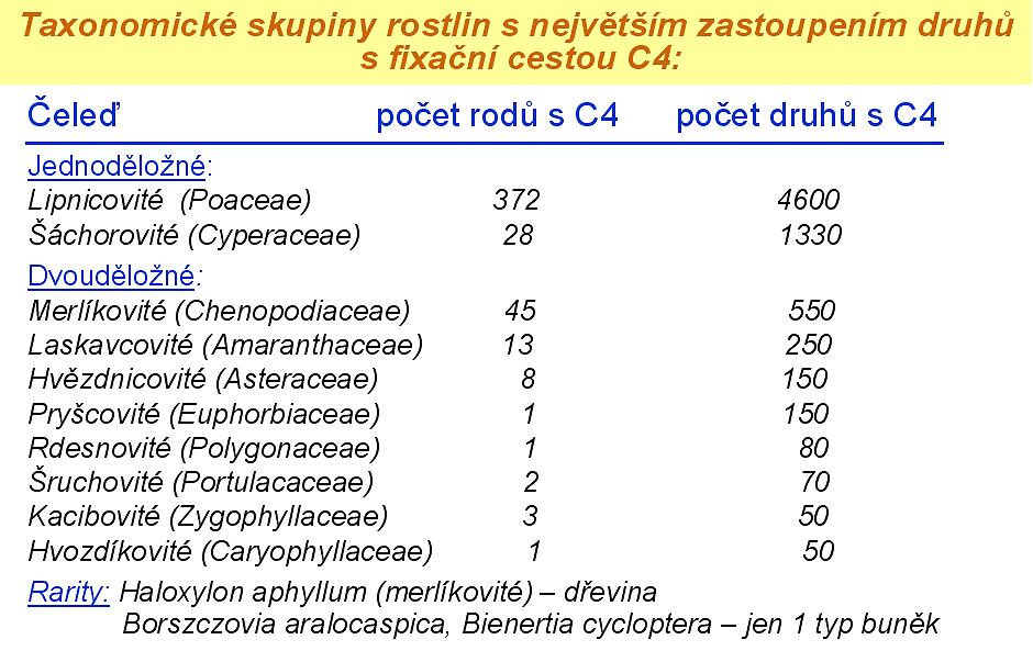 U jiné skupiny C 4 -rostlin (některé tropické trávy, např.