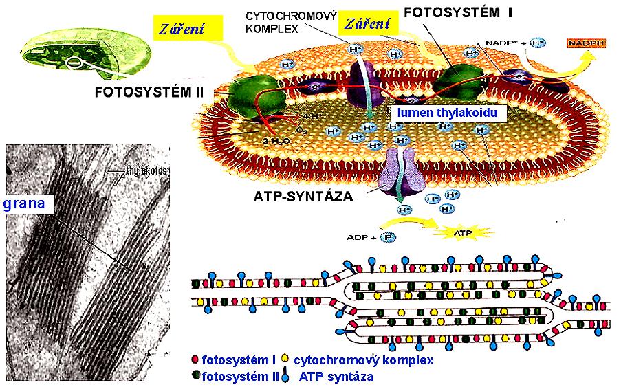 jeden polypeptid). Vnější antény nejsou pevně spojeny s vnitřními částmi fotosystému.