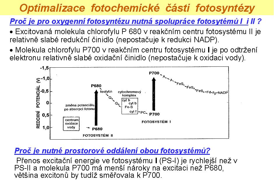 Celý popsaný přenos elektronů z rozštěpené molekuly vody až na NADP + nazýváme necyklický (lineární) elektronový transport. Kromě toho ještě může probíhat cyklický elektronový transport.