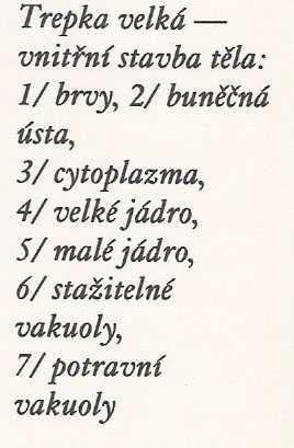 kde žije: - ve stojatých nebo mírně tekoucích vodách - v senném nálevu (uměle vytvořený) III.