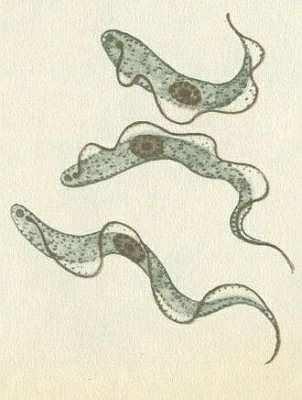 Klíčová slova této kapitoly: taxonomie (systematika), říše, podříše, kmen, podkmen, třída, řád, čeleď, rod, druh prvoci, nálevníci, bičíkovci, kořenonožci, výtrusovci bičíkovci: trypanozoma spavičná,