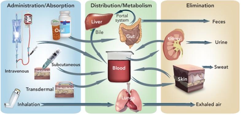 1) Prevence lékových interakcí farmakokinetické ovlivnění léčiva v organismu na úrovni absorpce, distribuce, metabolismu a eliminace vedoucí ke změnám plazmatických koncentrací, ovlivnění CL, Vd, (t