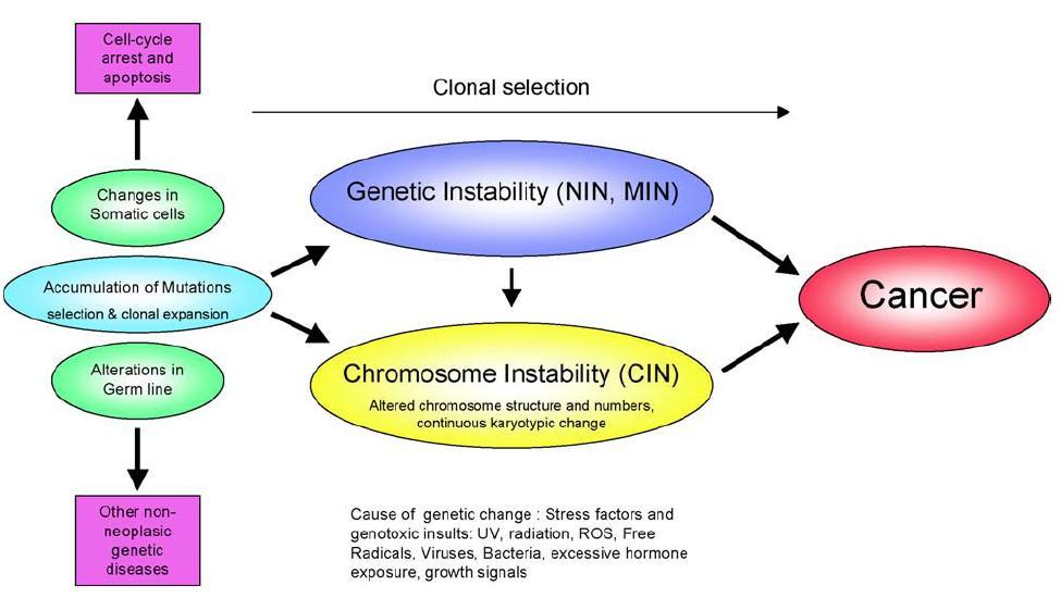 How genetic mutations evolve into genomic instability phenotypes and cancer Spojení genotoxického stresu a genomové nestability.
