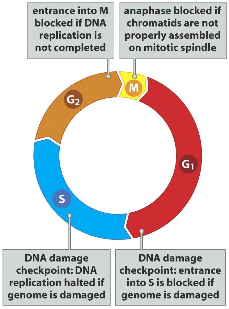 Kontrolní body buněčného cyklu Kontrolní body poškození DNA: G1 fáze: vstup do S fáze je blokován při poškození DNA S fáze: replikace DNA je zastavena při poškození genomu G2 fáze: vstup do