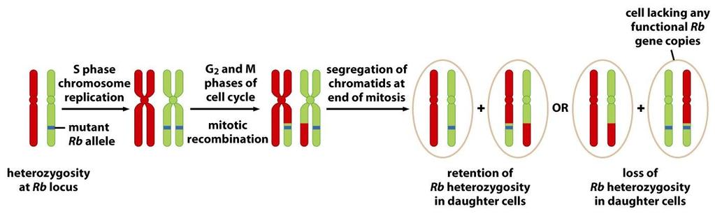 Ztráta heterozygotnosti LOH ( lost of heterozygosity ) Buňky, které nesou jednu mutovanou alelu nádorového supresoru, ztrácejí delecí velkou část chromozómu, který nese funkční alelu.