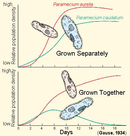 V rostoucích rostlinných populacích dochází při určitých počátečních hustotách Vnitrodruhová kompetice nemusí být vždy zřetelná a není jediným faktorem působícím na populace (predace, parazité,
