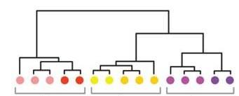 Genealogie umožňují rekonstrukci fylogeneze druh A