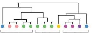 U blízce příbuzných druhů může docházek k rozporu mezi genealogickým a fylogenetickým stromem druh A druh B druh C Sortování genealogických linií Pro stanovení fylogeneze je