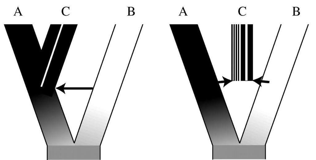 Speciace hybridizací Nový druh vzniká