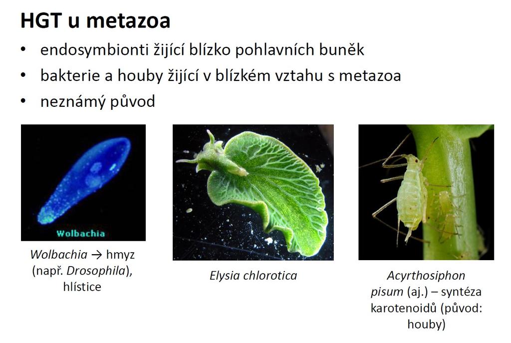 Horizontální genový přenos Velmi častý v rámci prokaryot.