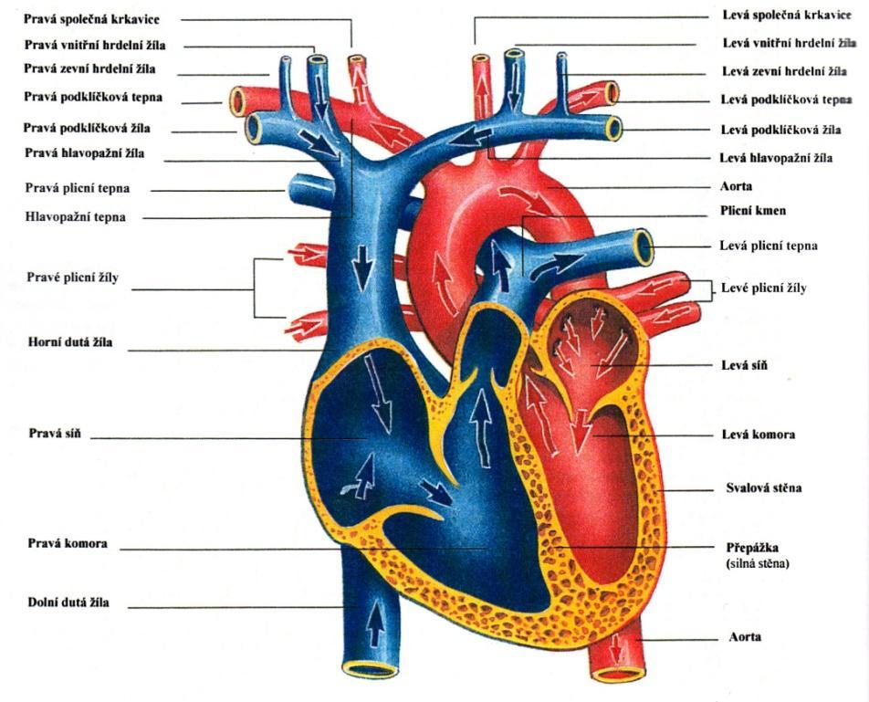 1 Kardiovaskulární systém člověka Oběhová soustava člověka odborně označovaná jako kardiovaskulární soustava plní klíčovou funkci, jakou je především transport látek důležitých pro správné fungování