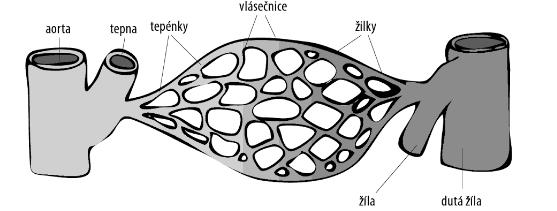 V rámci cévního systému a rovněž v souvislosti s předloženou diplomovou prací stojí za zmínku především silnostěnná tepna - aorta (srdečnice), která je základem arteriální části velkého krevního